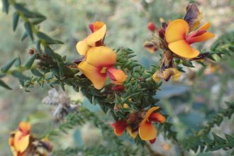 Pultenaea skinneri Australian native plant