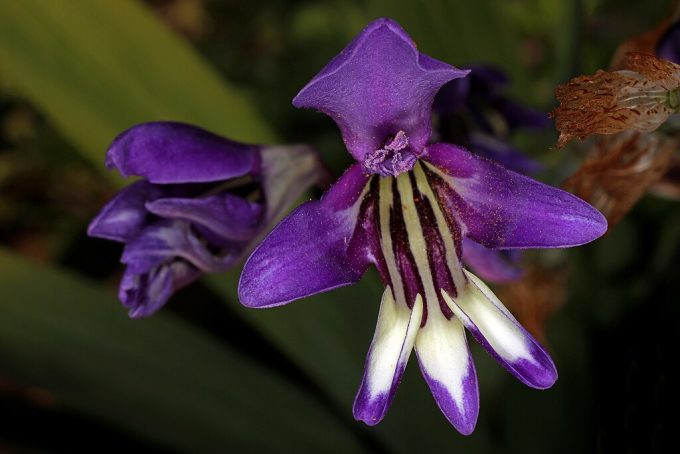 Sparaxis metelerkampiae