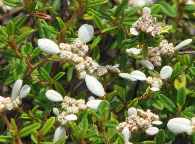 Spyridium vexilliferum Discovery Bay Australian native plant