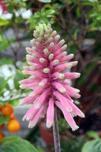 Veltheimia bracteata