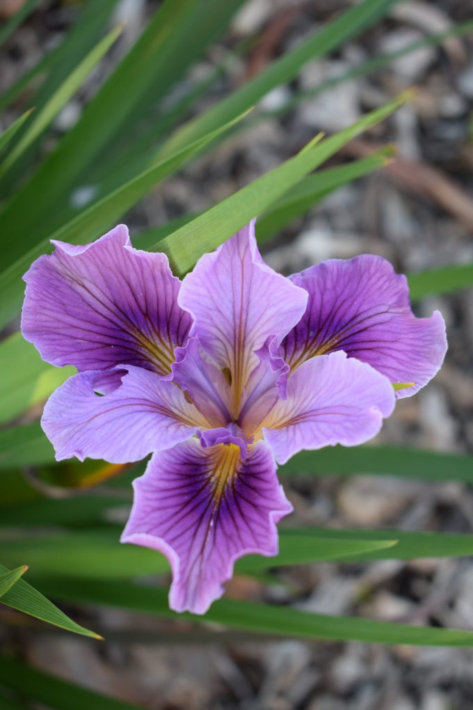 Iris innominata hybrid Mulberry