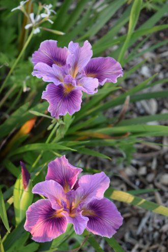 Iris innominata hybrid Mulberry