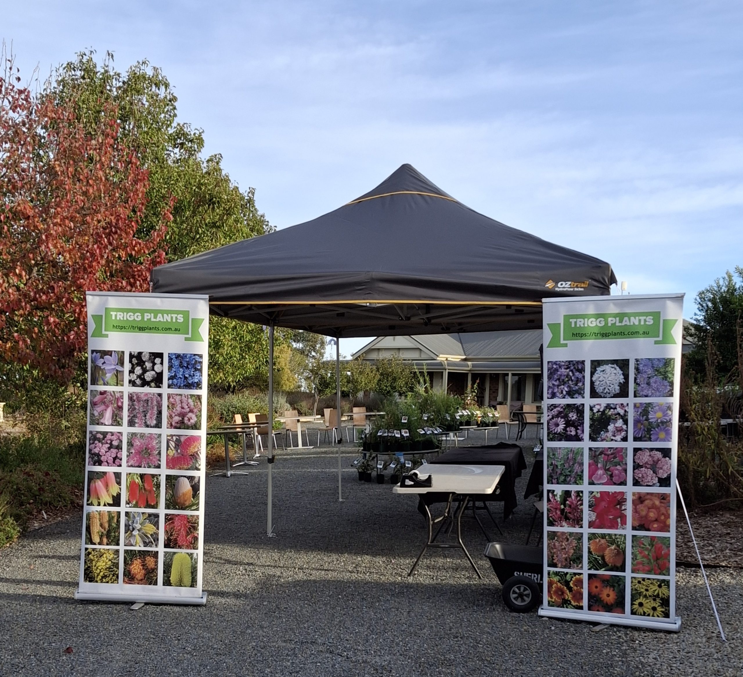 Trigg Plants Nursery Direct Sale Day Sat 7th June 2025