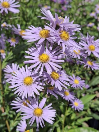 Aster Cloudy Blue perennial plant