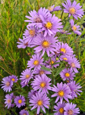 Aster Diana perennial plant