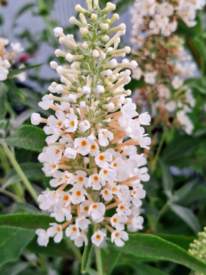 Buddleia Buzz White perennial plant