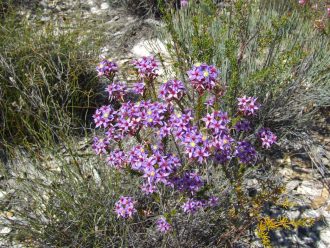 Calytrix eneabbensis Australian native plant