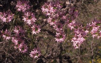 Calytrix glutinosa Australian native plant