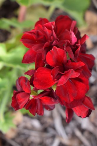 Pelargonium Big Burgundy perennial plant
