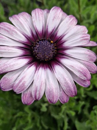 Osteospermum Unicorn perennial plant