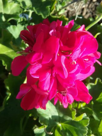 Pelargonium Big Pink perennial plant