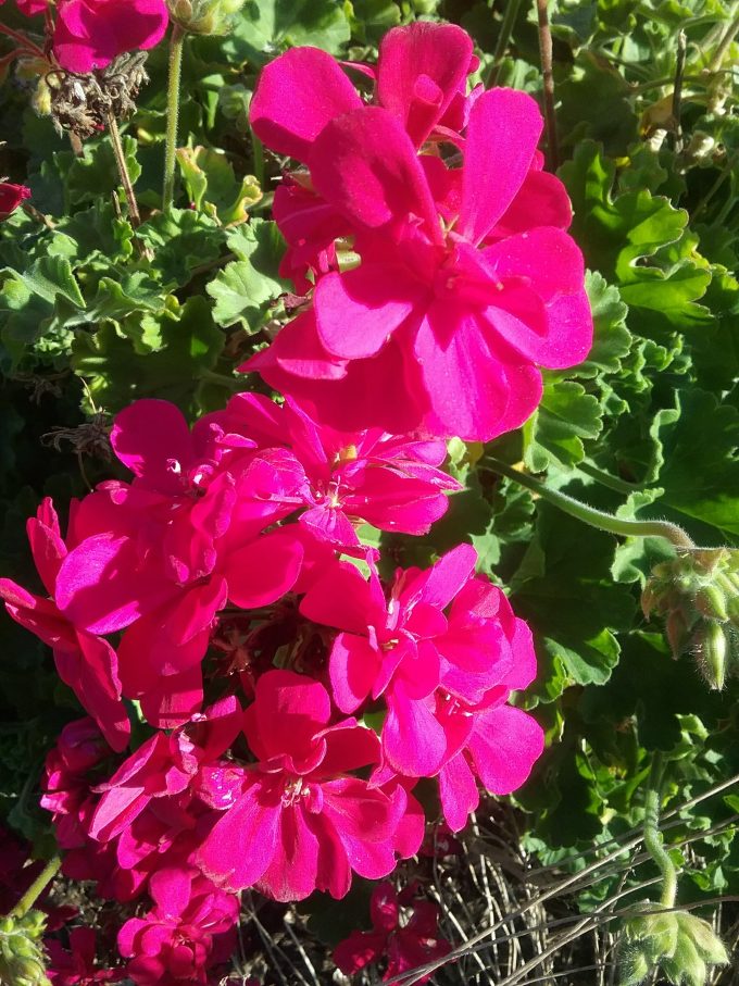 Pelargonium Big Pink perennial plant