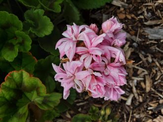 Pelargonium Mrs Salter Bevis perennial plant