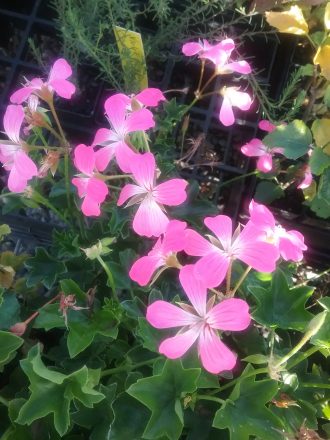Pelargonium pelatun form perennial plant