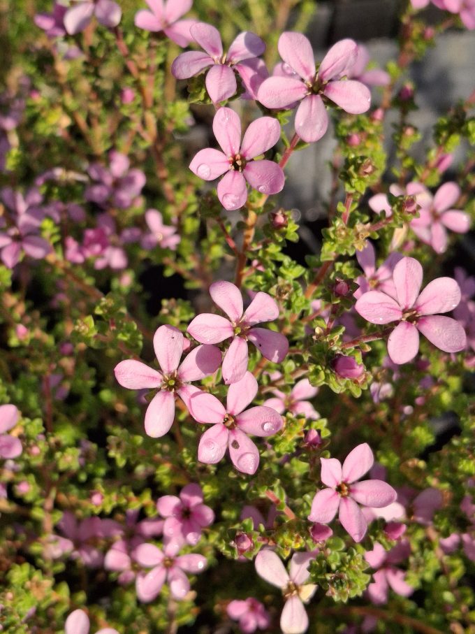 Acmadenia tetragona Star Blush in 50mm Forestry Tube - Image 3