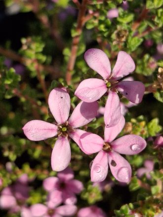 Acmadenia tetragona Star Blush perennial plant