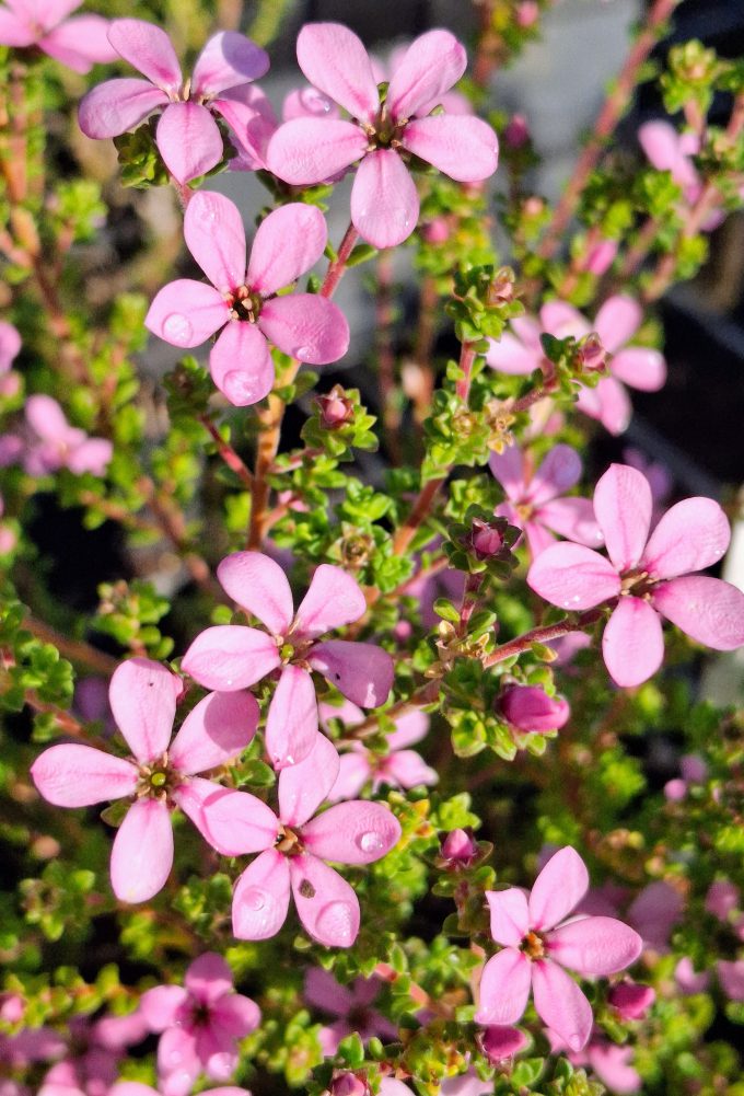 Acmadenia tetragona Star Blush perennial plant