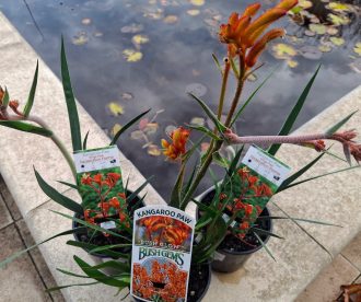 Anigozanthos