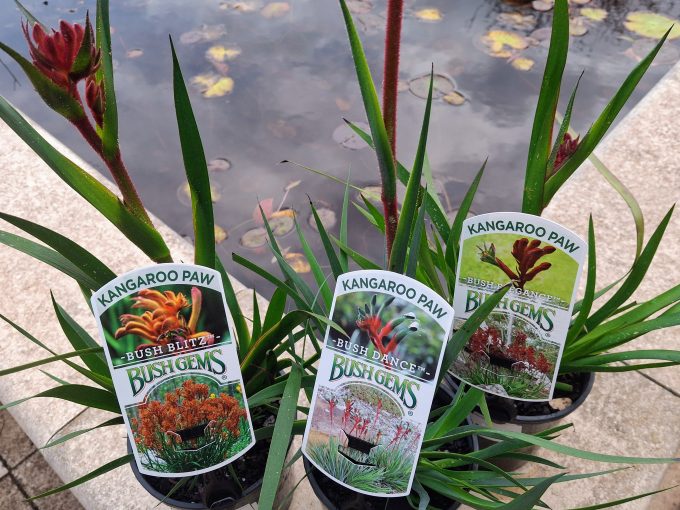 Anigozanthos