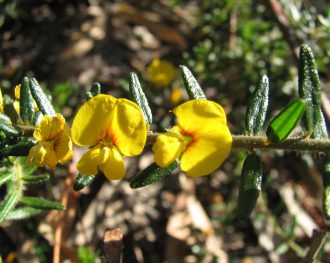 Aotus ericoides in 50mm Forestry Tube