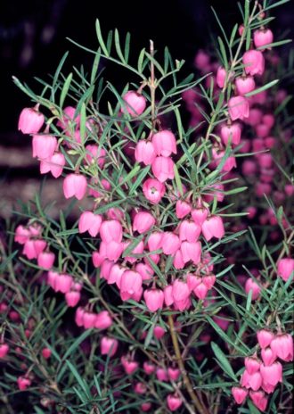 Boronia heterophylla Just Margaret Australian native plant