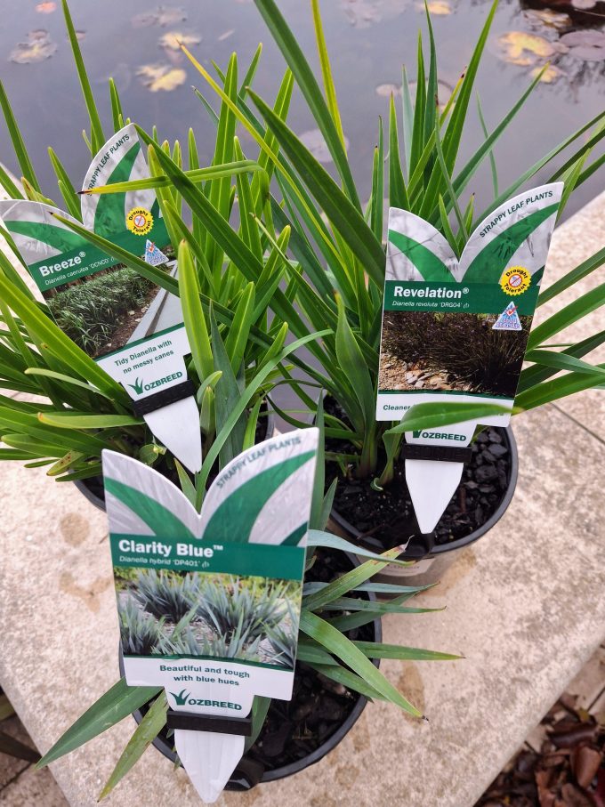 Dianella