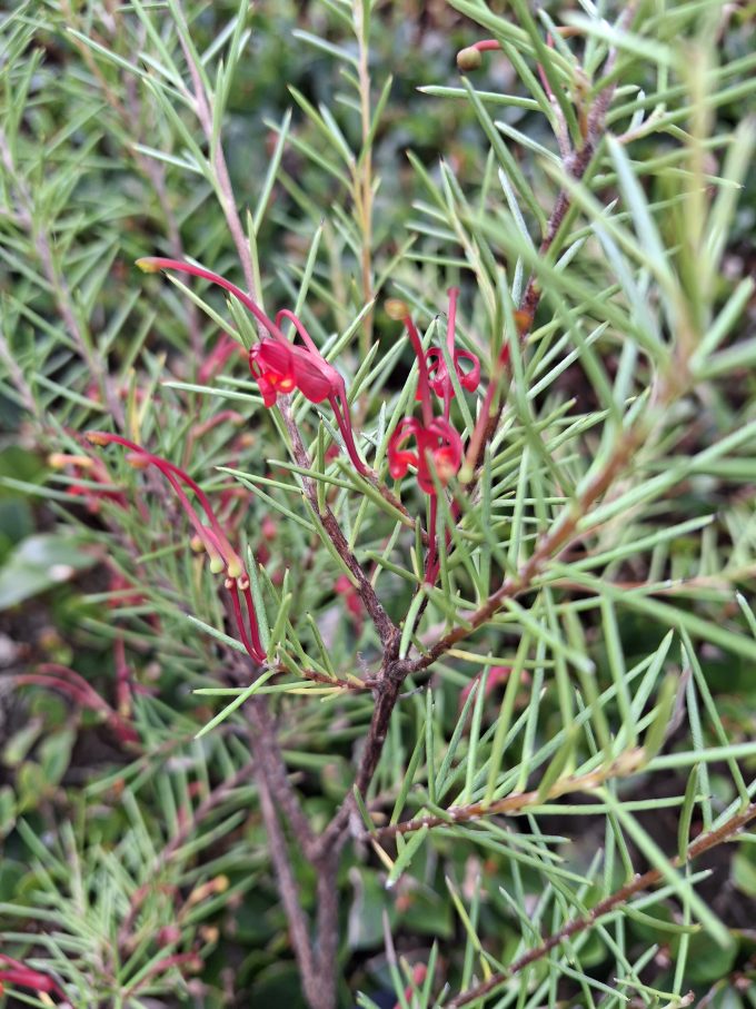 Grevillea acuaria fine leaf form Australian native plant