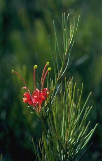 Grevillea acuaria fine leaf form Australian native plant