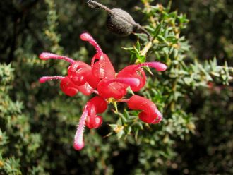 Grevillea asteriscosa Australian native Plant