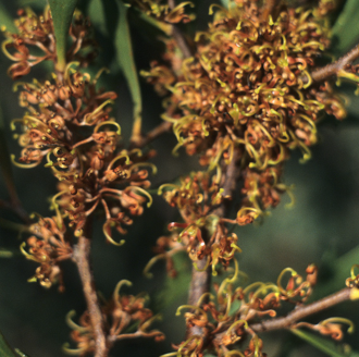 Hakea ceratophylla linear leaf form Australian native plant