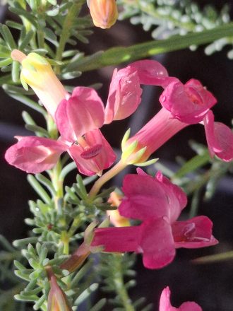 Lechenaultia formosa Strawberry Sundae Australian native plant