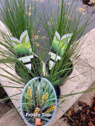 Lomandra and Poa