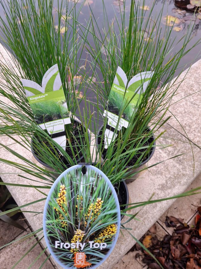 Lomandra and Poa