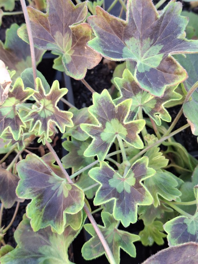 Pelargonium Demon Elf in 68mm Super Tube - Image 2