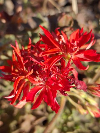 Pelargonium Demon Elf perennial plant