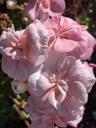 Pelargonium Pink Rosebud perennial plant