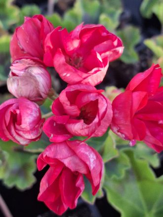 Pelargonium Pride of Keukenhof