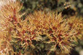 Beaufortia squarrosa orange form Australian native plant