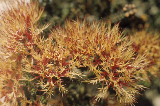 Beaufortia squarrosa orange form Australian native plant
