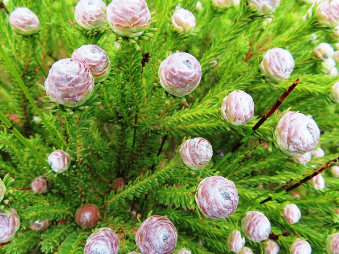 Leucadendron linifolium perennial plant