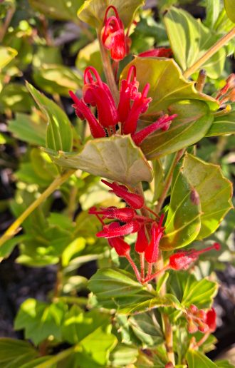 Grevillea infundibularis x Australian native plant