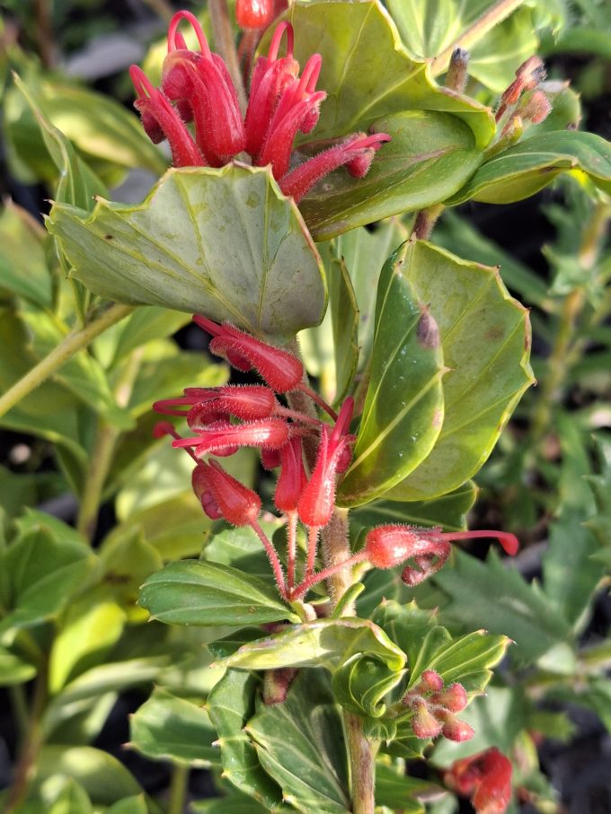 Grevillea infundibularis x Australian native plant
