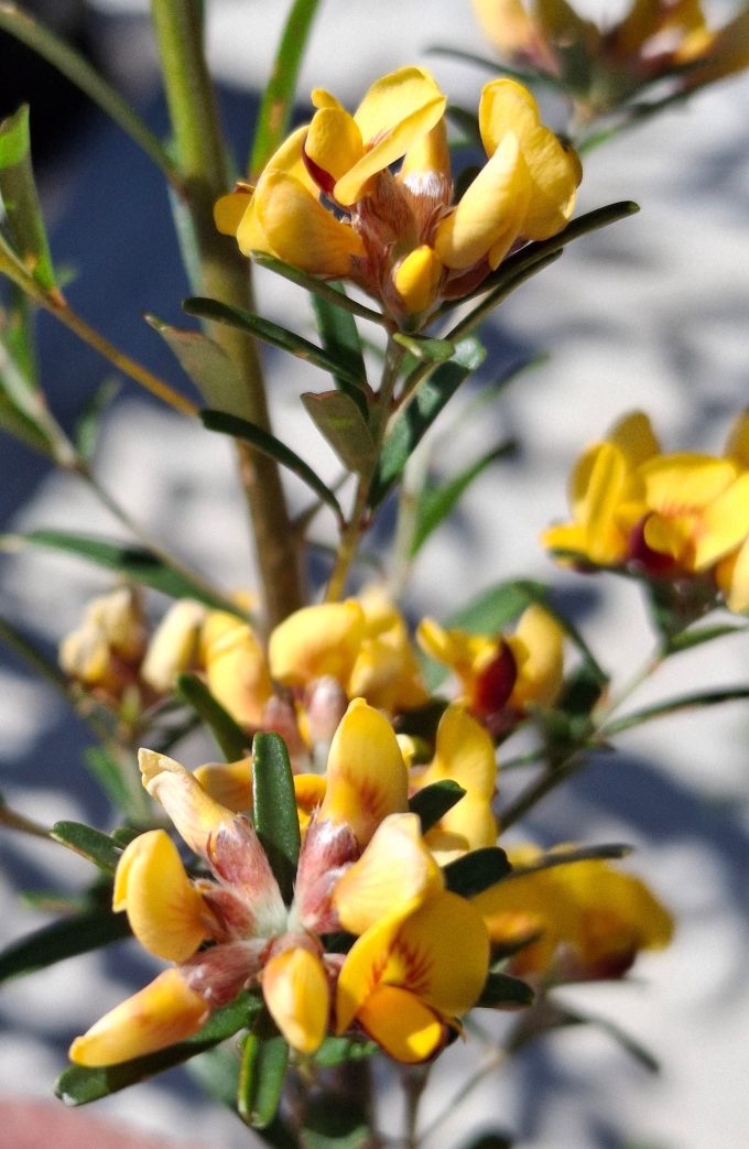 Pultanaea rosmarinifolia in 50mm Forestry tube - Image 2