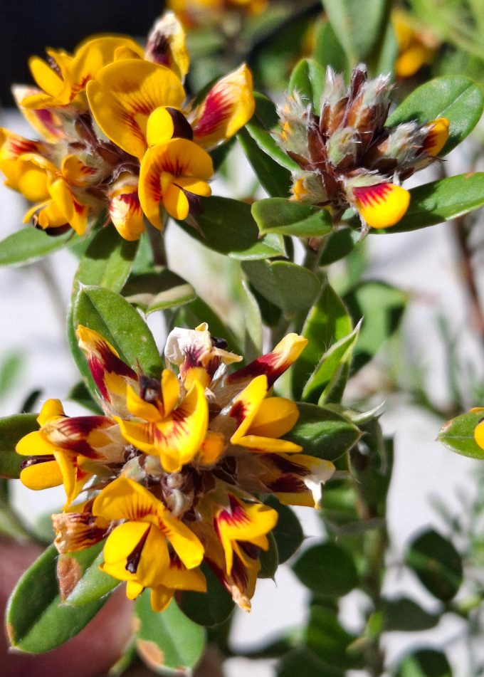 Pultanaea rosmarinifolia Australian native plant