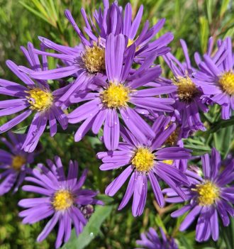 Aster Samoa Lilac perennial plant