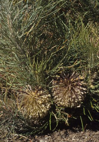 Banksia lanata Australian native plant