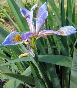 Iris Spuria var musulmanica