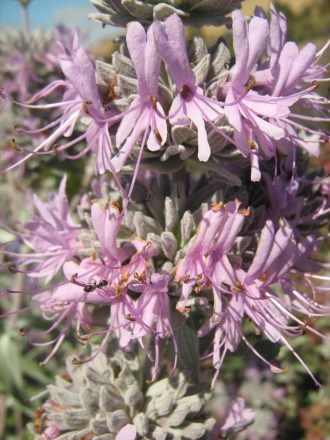 Salvia Amethyst perennial plant
