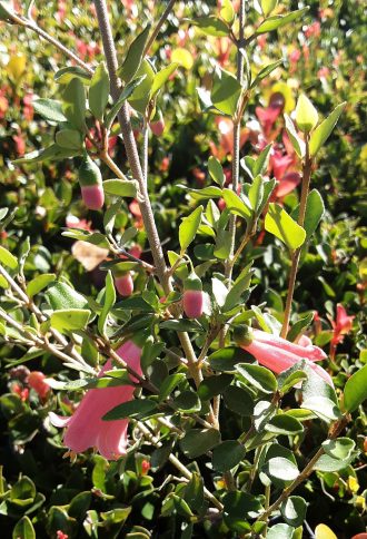 Correa pulchella Coffin Bay Australian native plant