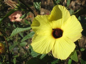 Hibiscus heterophyllus yellow Australian native plant